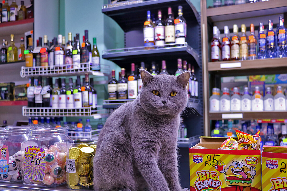 Красавица киса в продуктовом магазине! - Светлана 