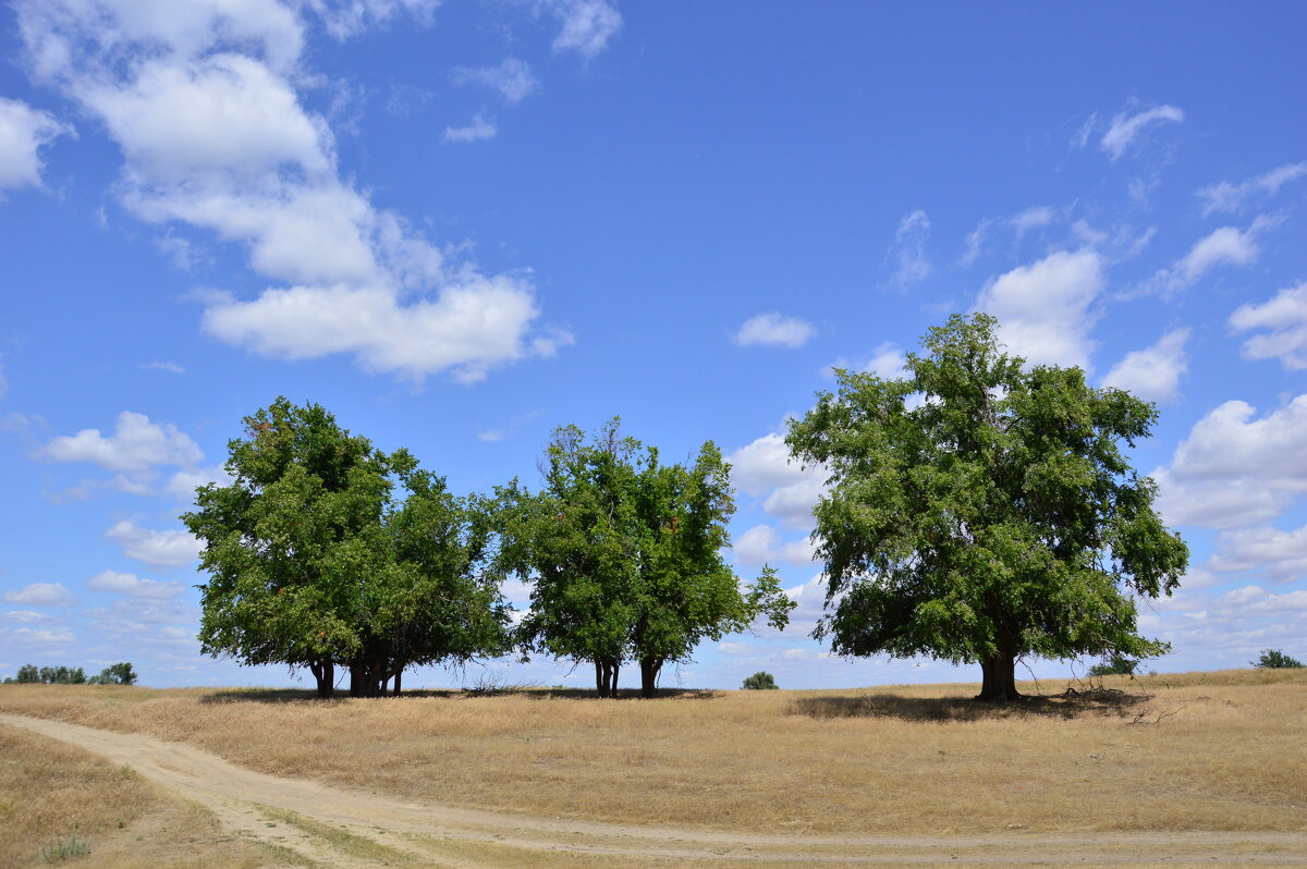 Степь донская. - Виктор 