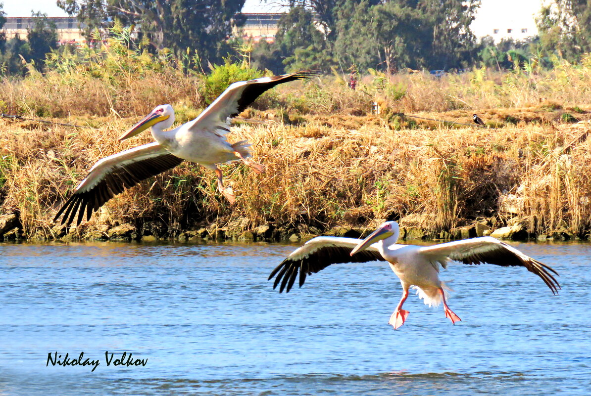 Пеликаны на искусственных озёрах - Николай Волков
