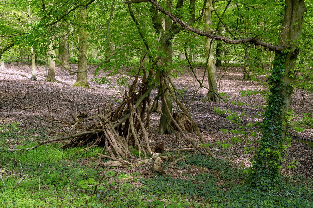 Лес и палки... - Николай Гирш Лес и палки... - Николай Гирш