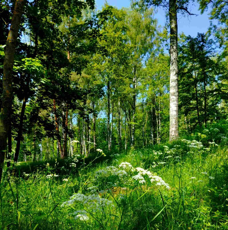 Буйство зелени - Галина Бобкина