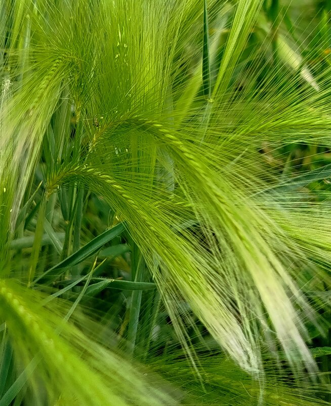 Колоски из детства - светлана льдокова