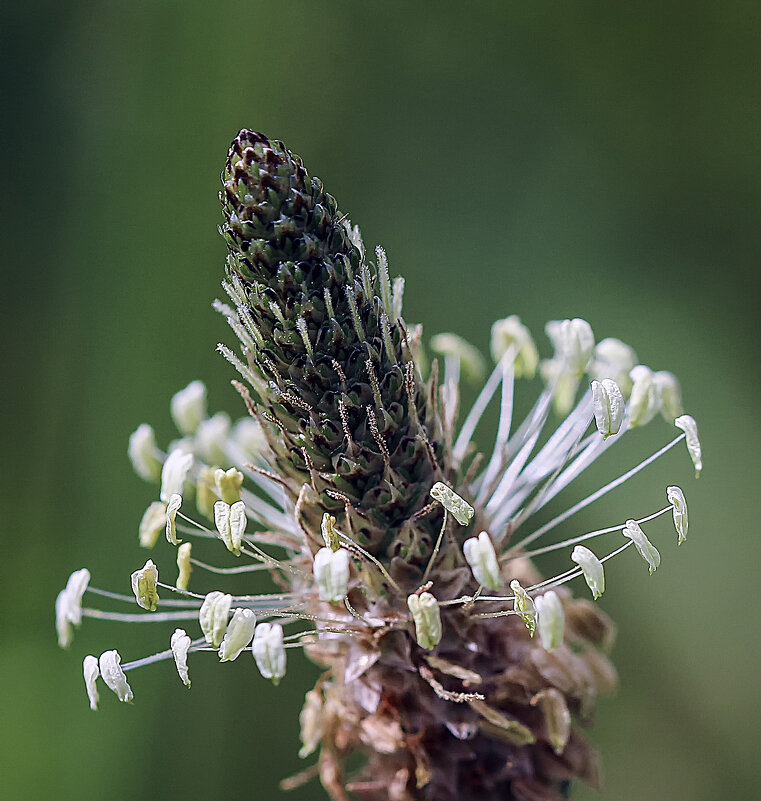подорожник - Андроник Александр 