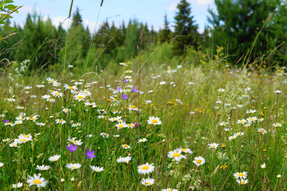 Полевые цветы - Сергей Ц