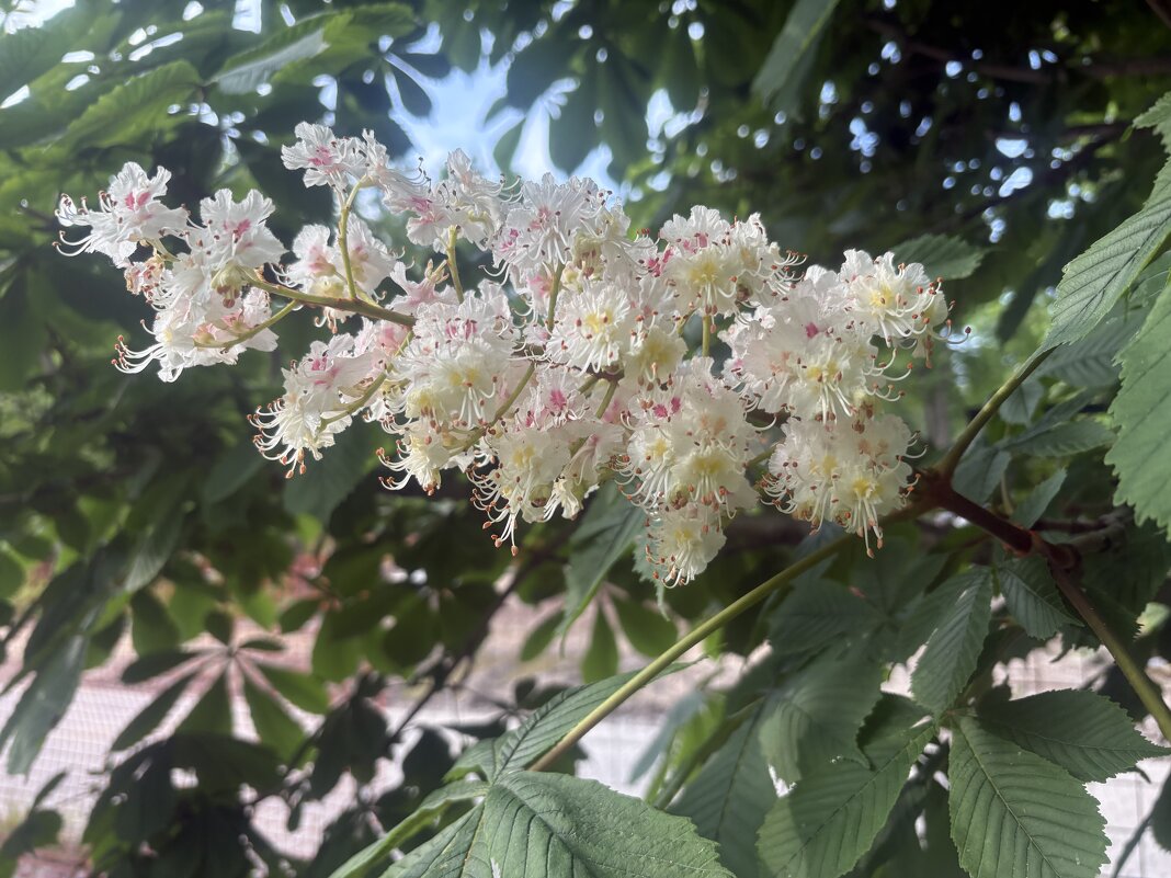 Цветёт каштан... - Наталия Павлова