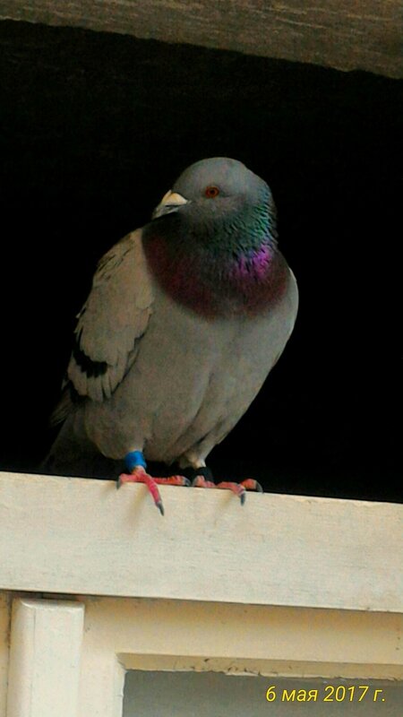 Голубь - Натали 