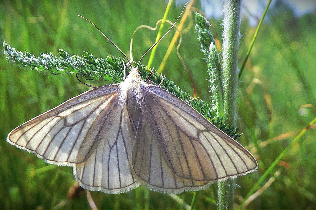 На поляне в парке... - Владимир Шошин