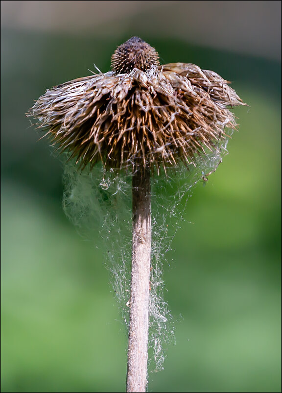 Отцвёл - Александр Тарноградский
