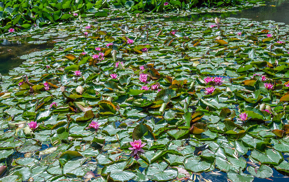 Пруд с кувшинками - Варвара 