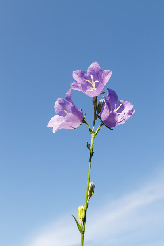 Цветочек - Валерий Серёгин