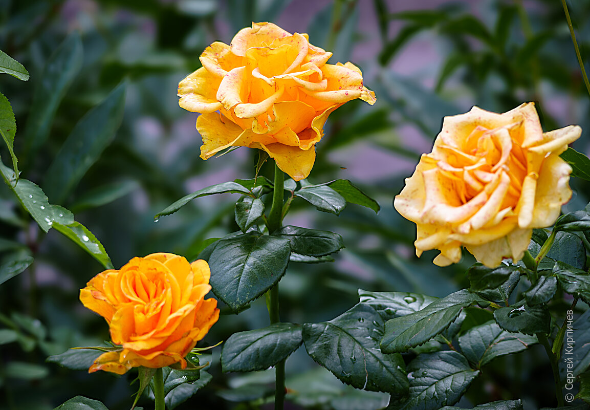 Эти жёлтые розы... - Сергей К. Эти жёлтые розы... - Сергей К.