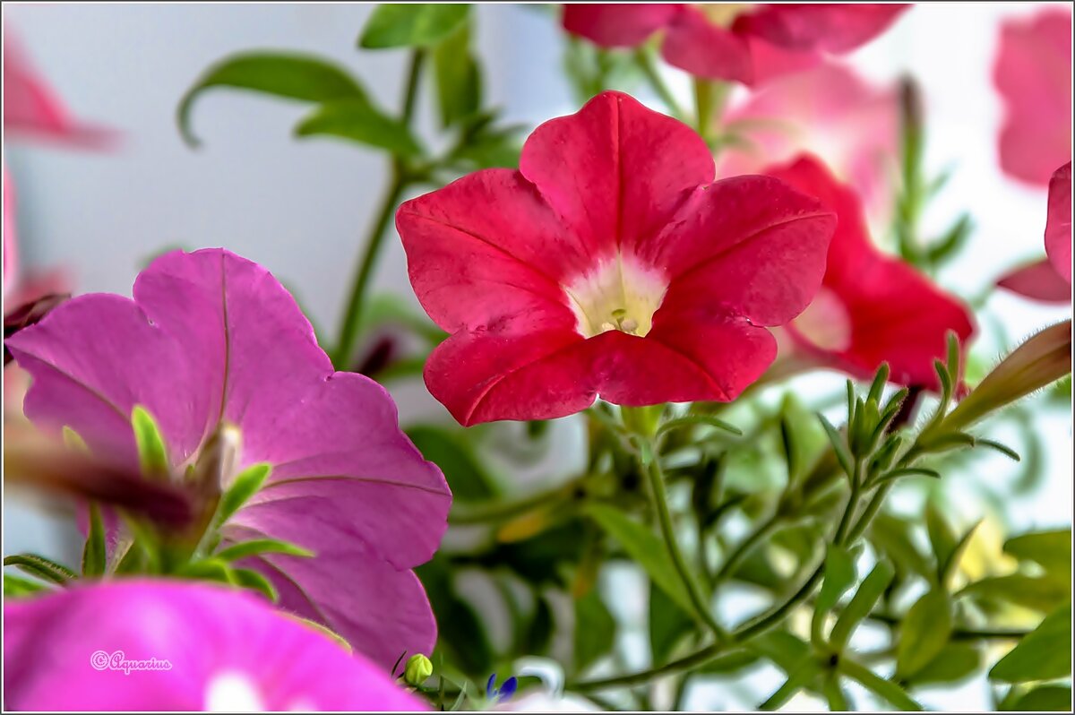 Пето,июнь,цветы... - Aquarius - Сергей Пето,июнь,цветы... - Aquarius - Сергей