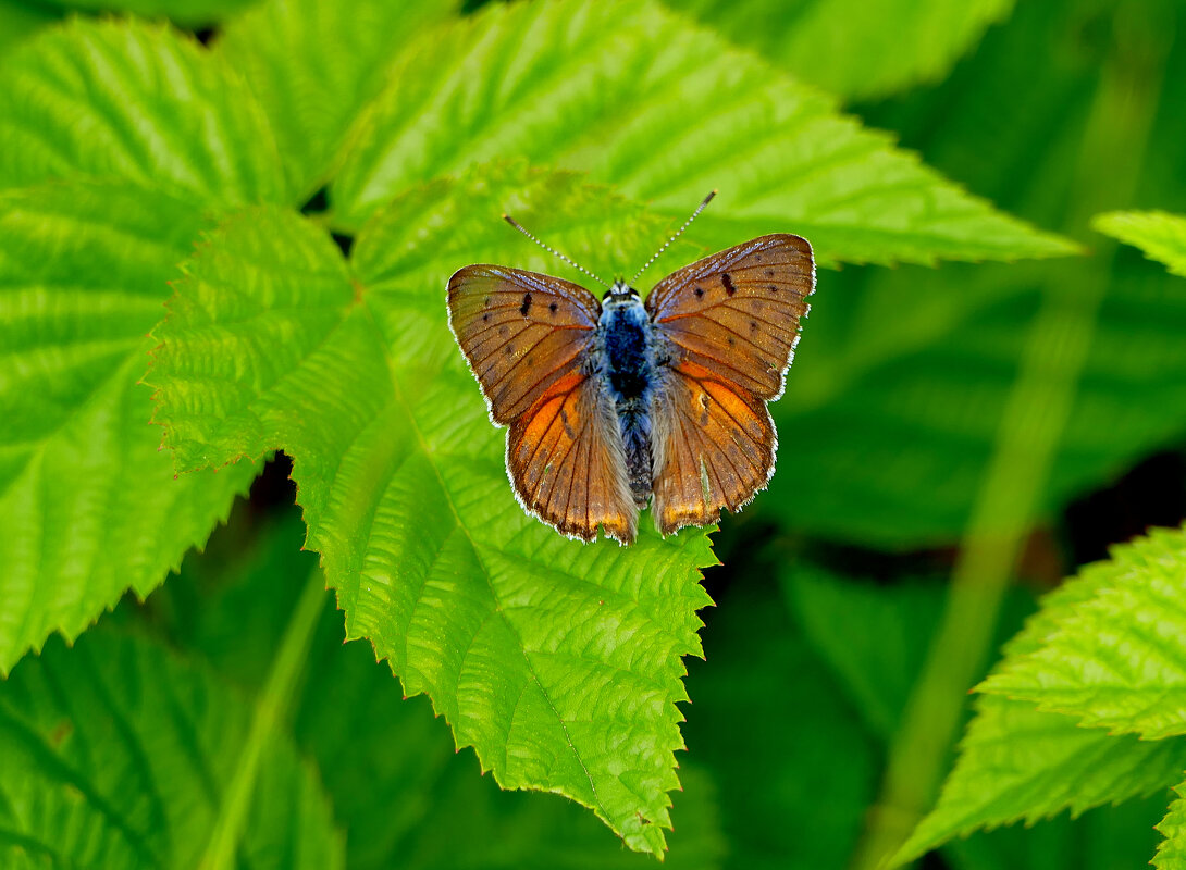 из снятого сегодня 2 - Александр Прокудин из снятого сегодня 2 - Александр Прокудин