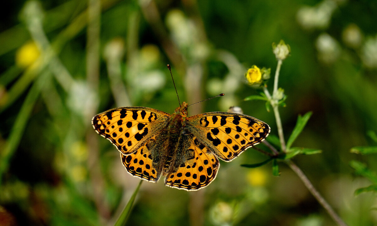 из снятого сегодня 5 - Александр Прокудин