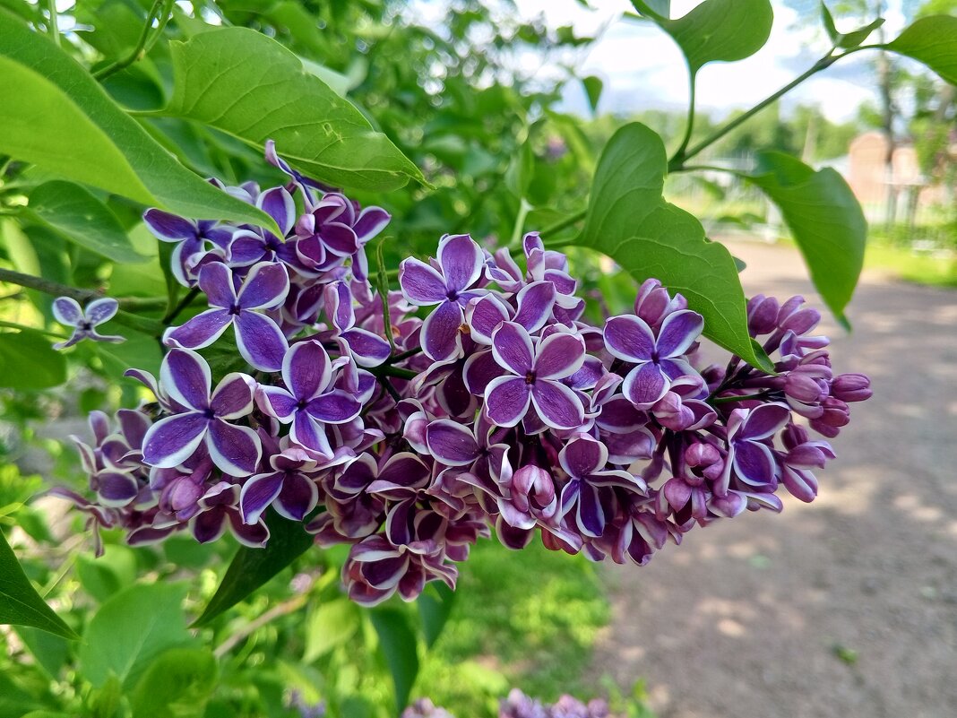 Сирень - Сапсан 