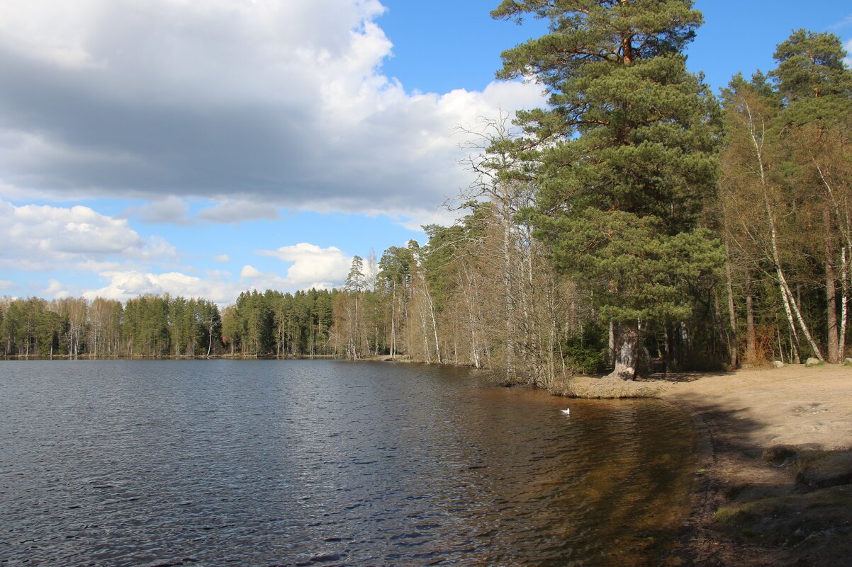 Комарово. Озеро Щучье - Наталья Герасимова Комарово. Озеро Щучье - Наталья Герасимова