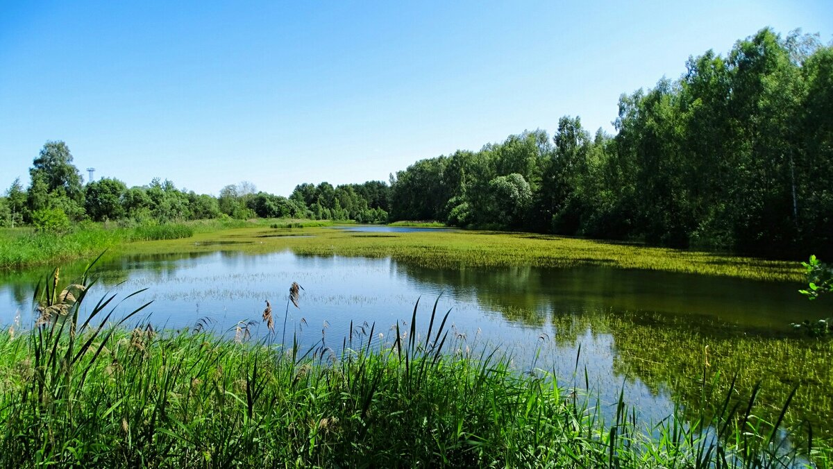 Лето - июнь (репортаж из поездок по области). - Милешкин Владимир Алексеевич 