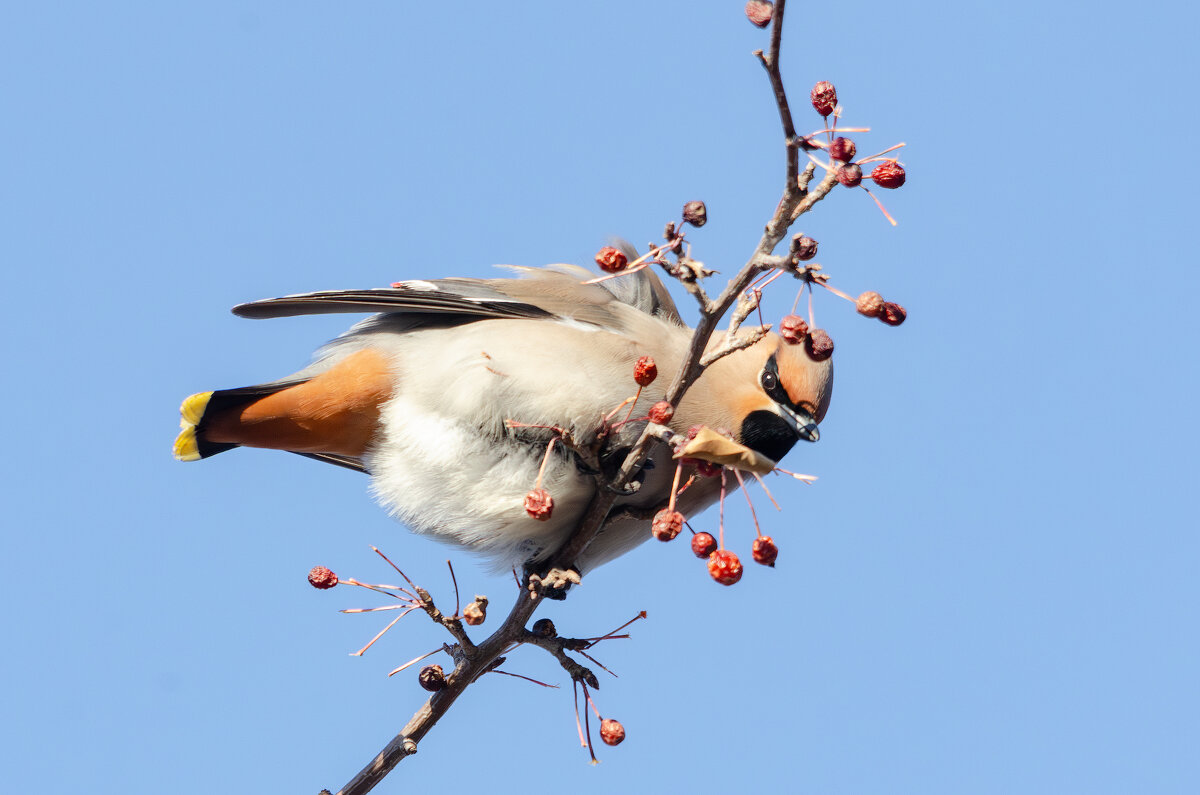 Свиристель. - Виктор Иванович Чернюк