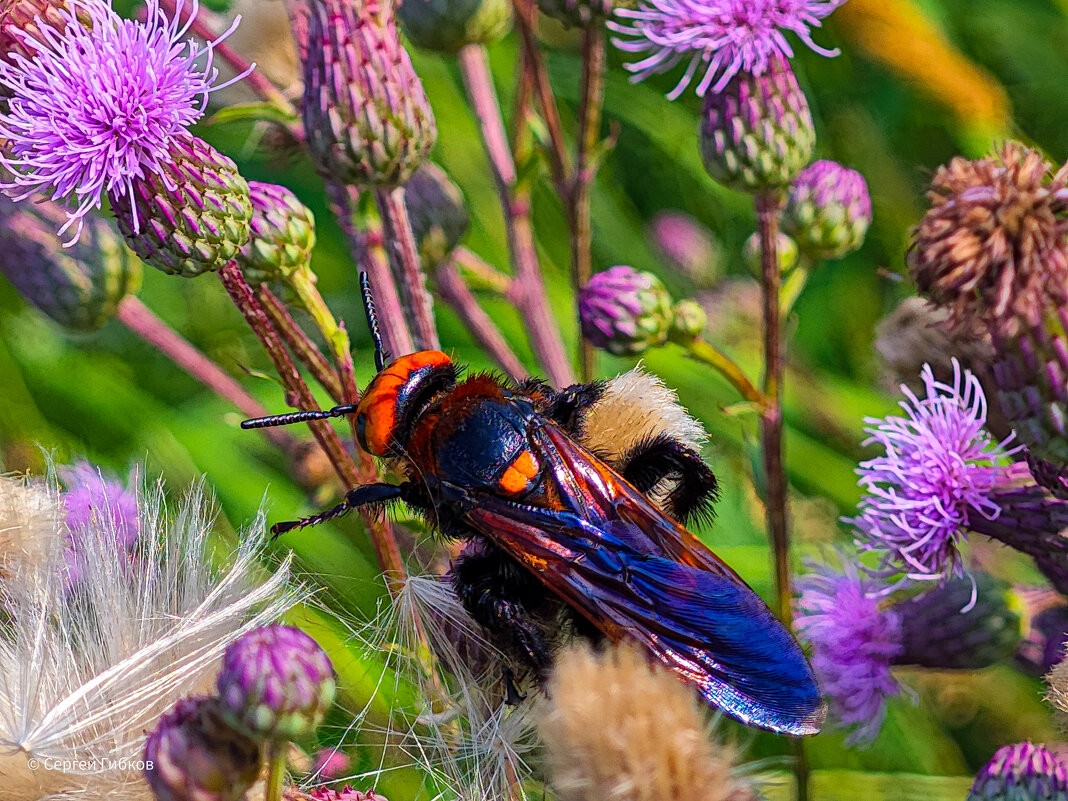 Оса Гигант. - Сергей Гибков