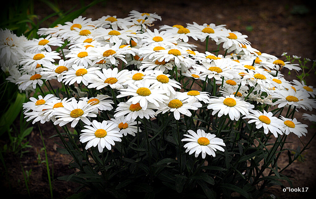 они на радость нам даны - Олег Лукьянов они на радость нам даны - Олег Лукьянов