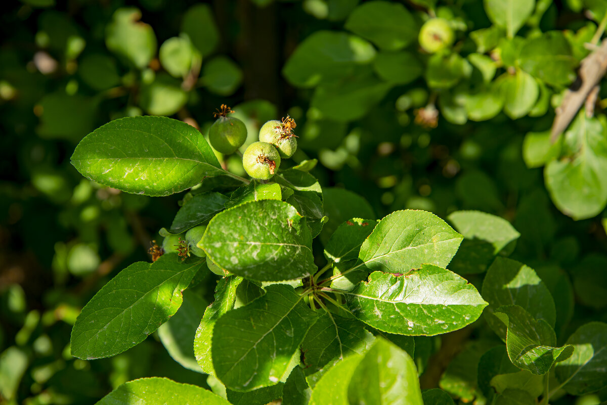Яблоки - Анатолий Чикчирный