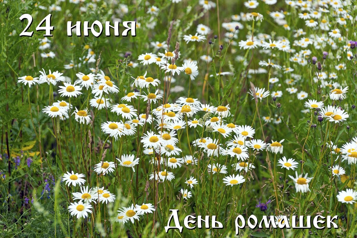 С Днём Ромашек! - Валерий Иванович