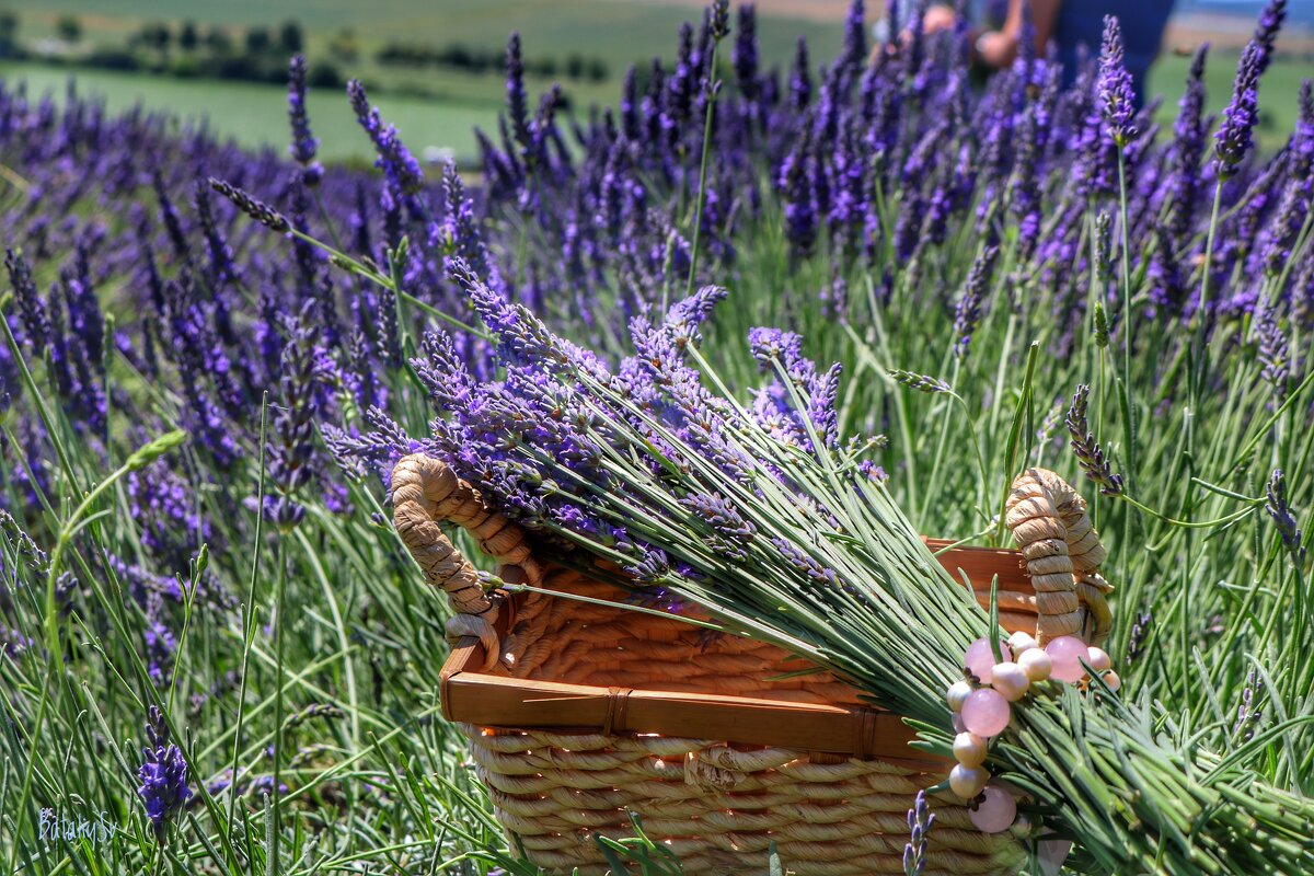 аромат лаванды - Светлана Баталий аромат лаванды - Светлана Баталий