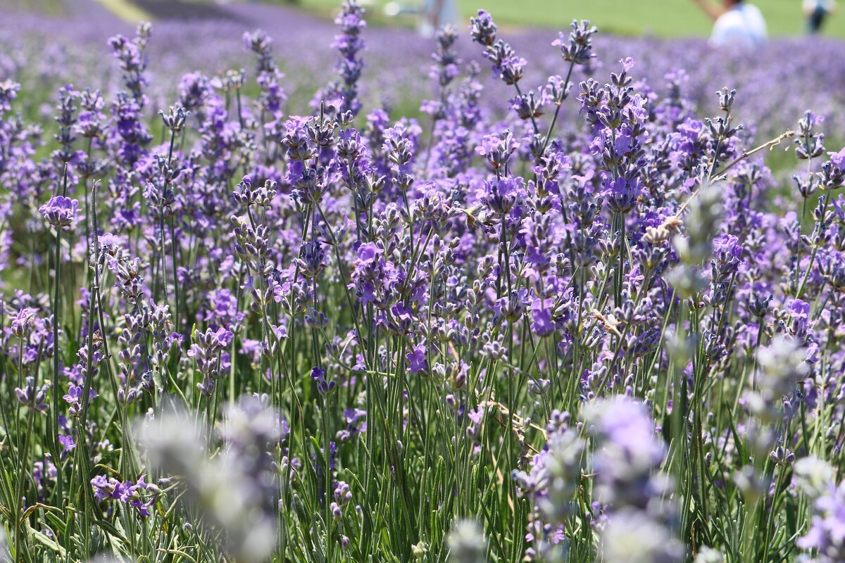 аромат лаванды - Светлана Баталий