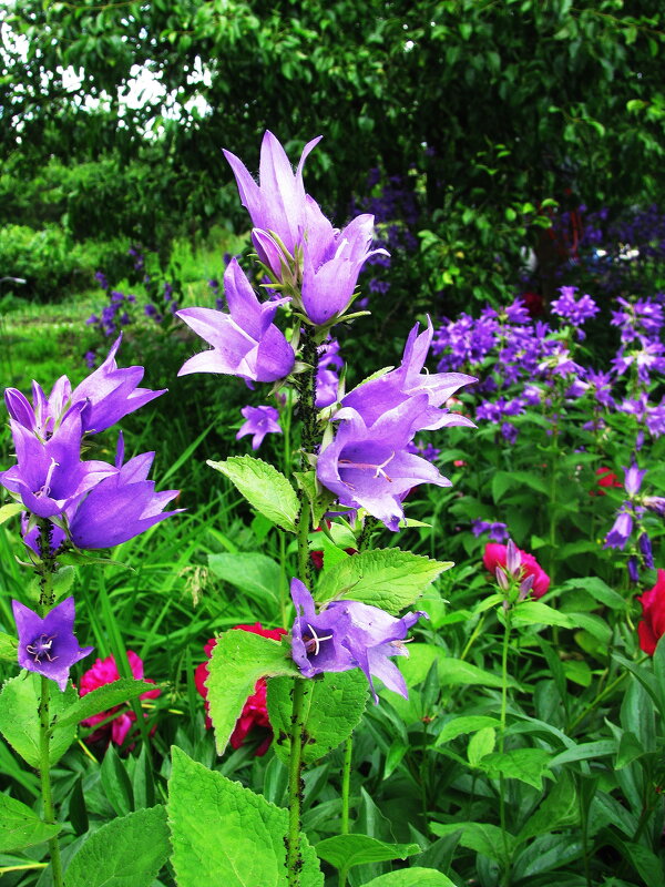 Летние звоночки - Людмила Смородинская
