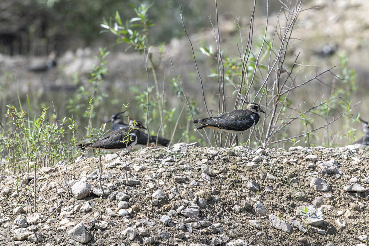 чибис - юрий макаров