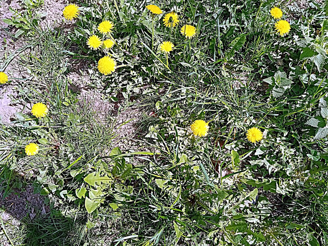 Весенний цвет. - Владимир Драгунский