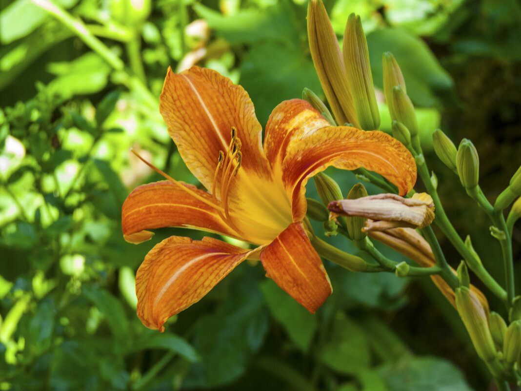 Лилейник - Валентин Семчишин