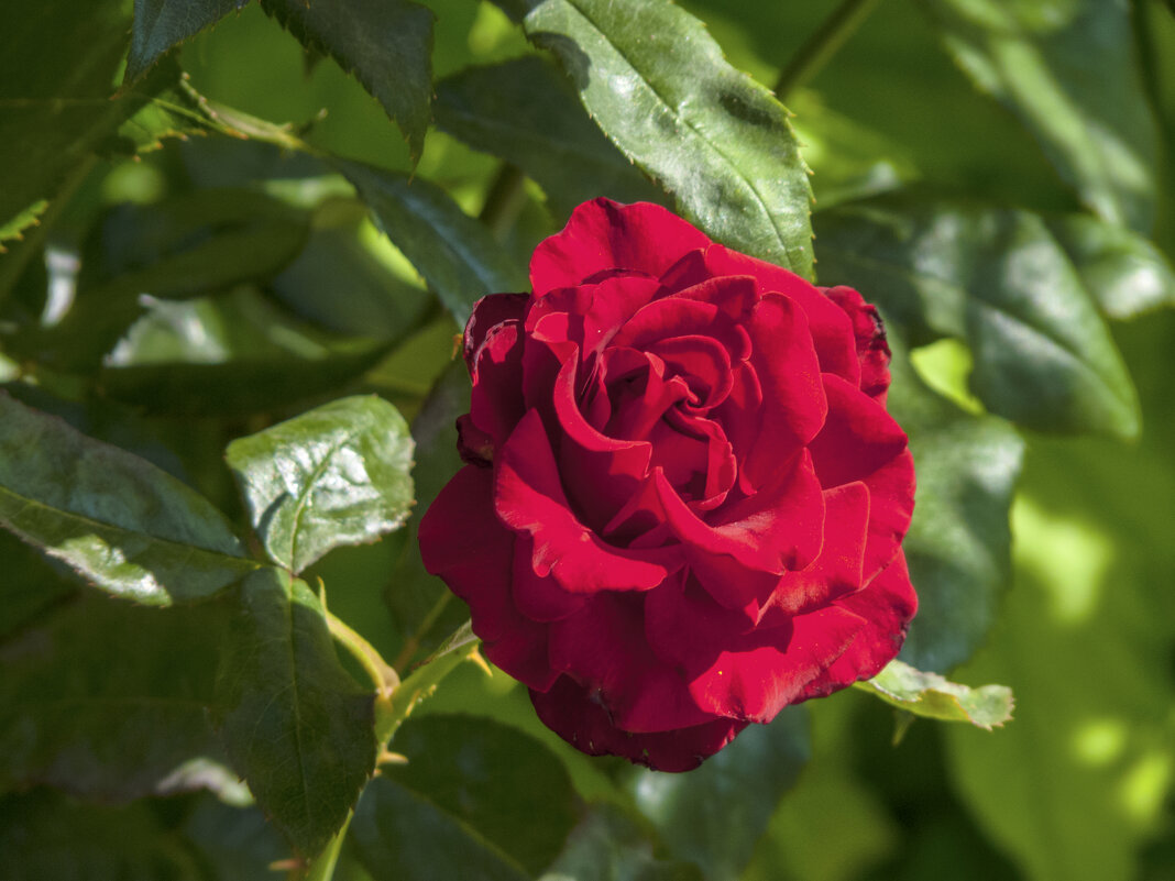 Алая роза - Валентин Семчишин Алая роза - Валентин Семчишин