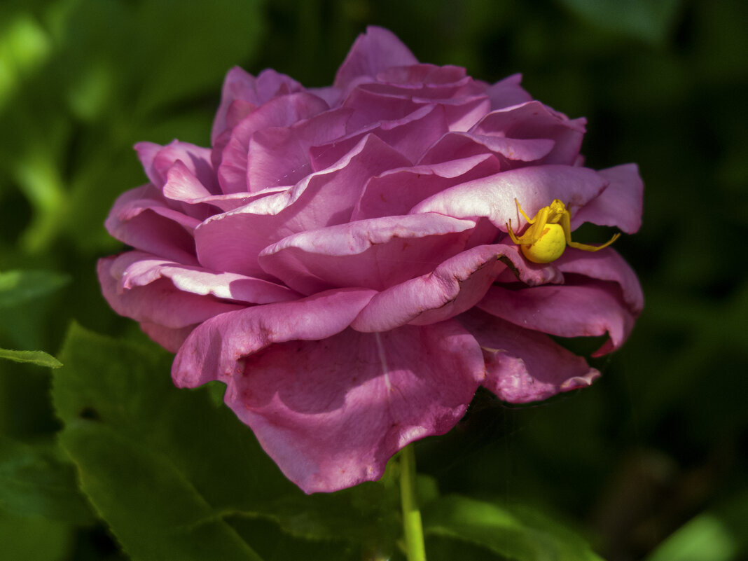 Розовая роза и паучок - Валентин Семчишин