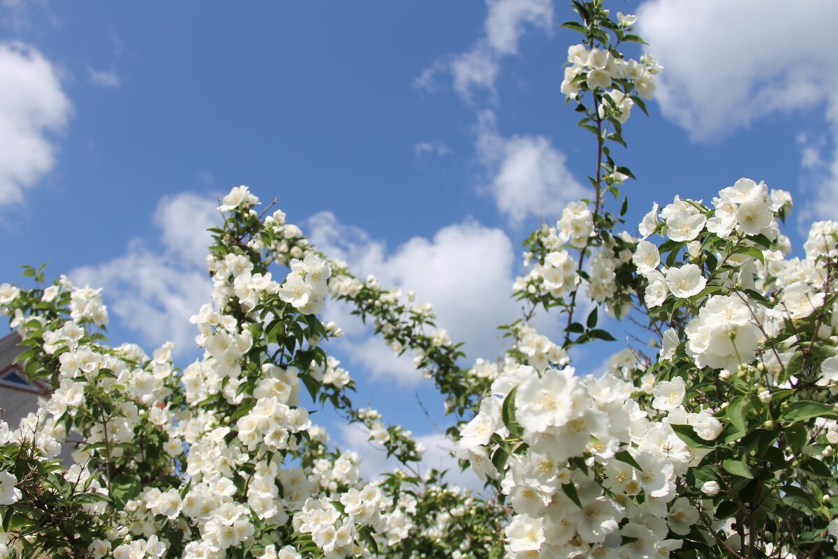 ДУШИСТЫЙ ЖАСМИН В ОБЛАКАХ - Валентина 