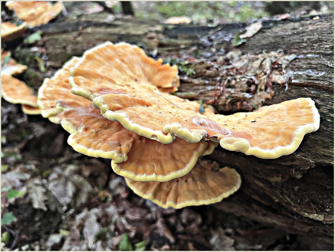 Трутовик серно-жёлтый. - Валерия Комова