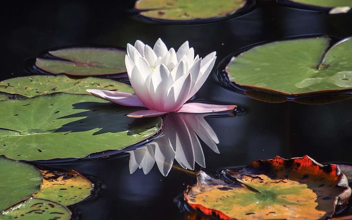 Домик дюймовочки - Андроник Александр 