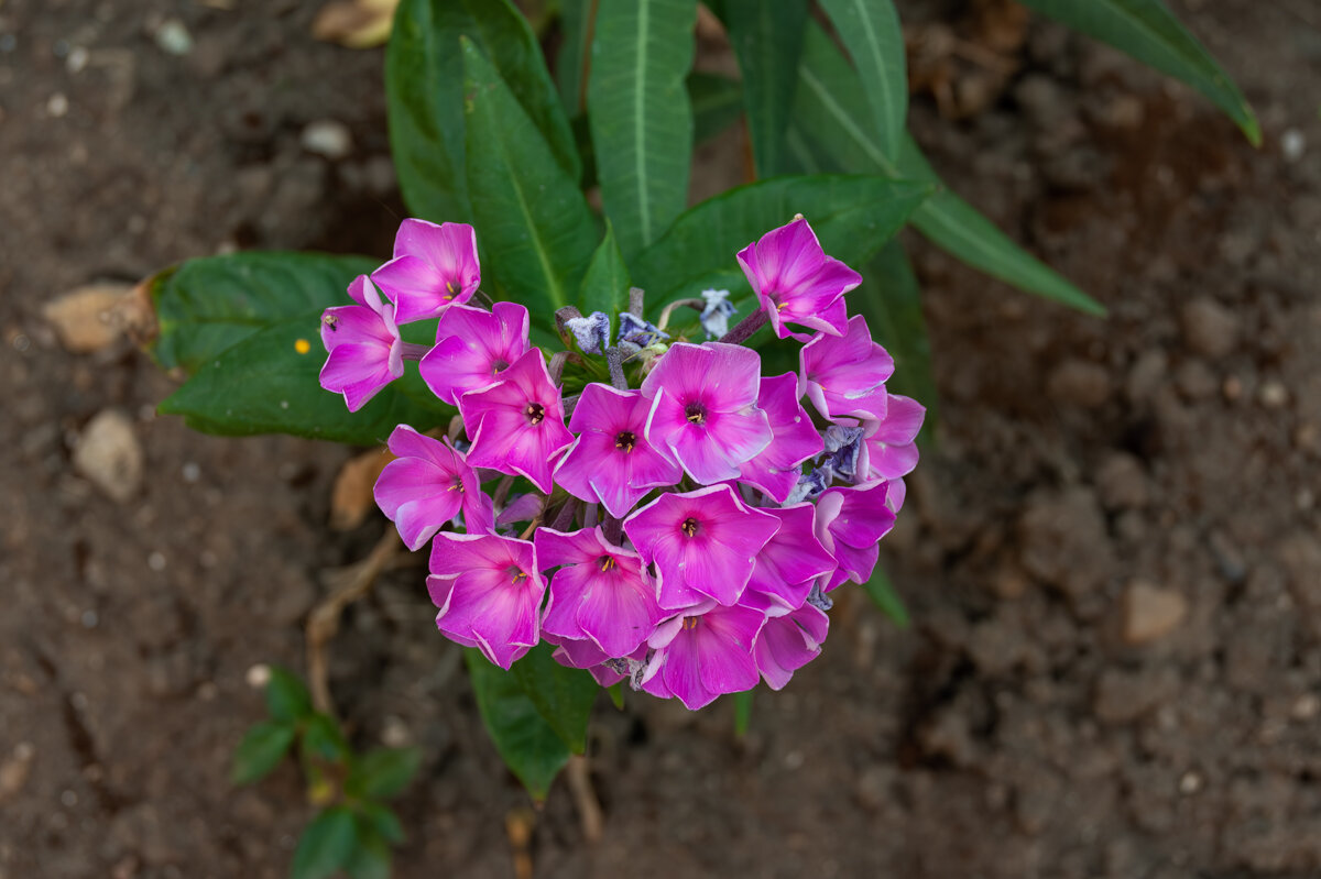 Флокс метельчатый - Игорь Сикорский