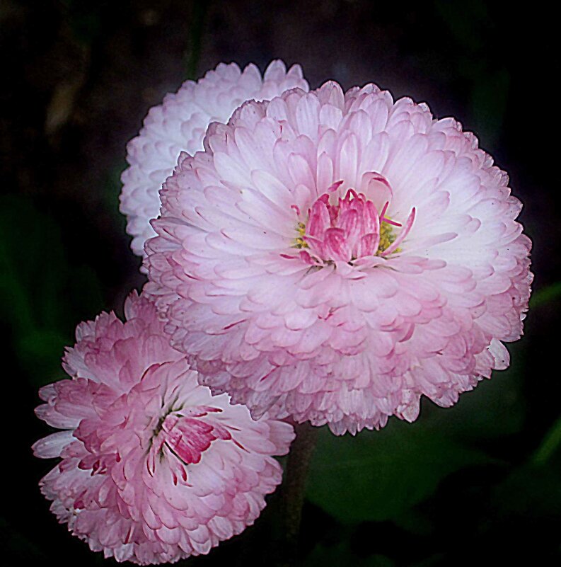 Нежность - Елена Семигина