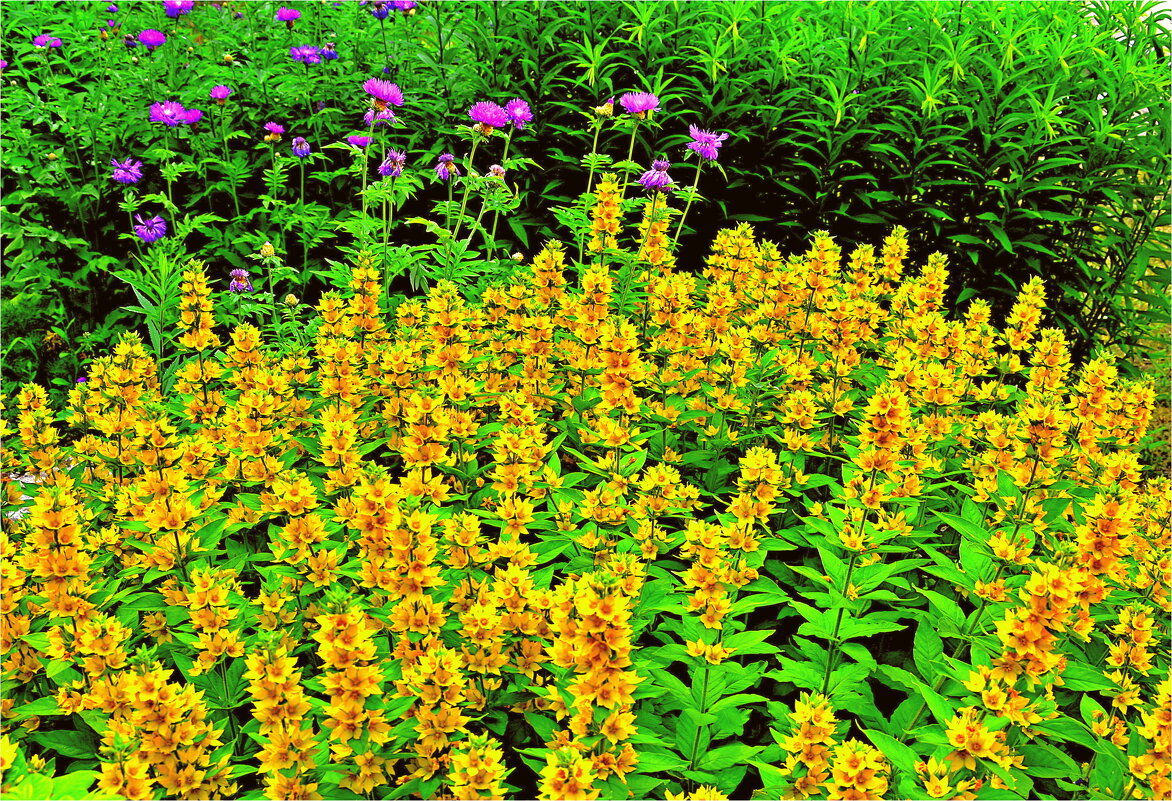 ЛЕТО - Юрий Владимирович 34