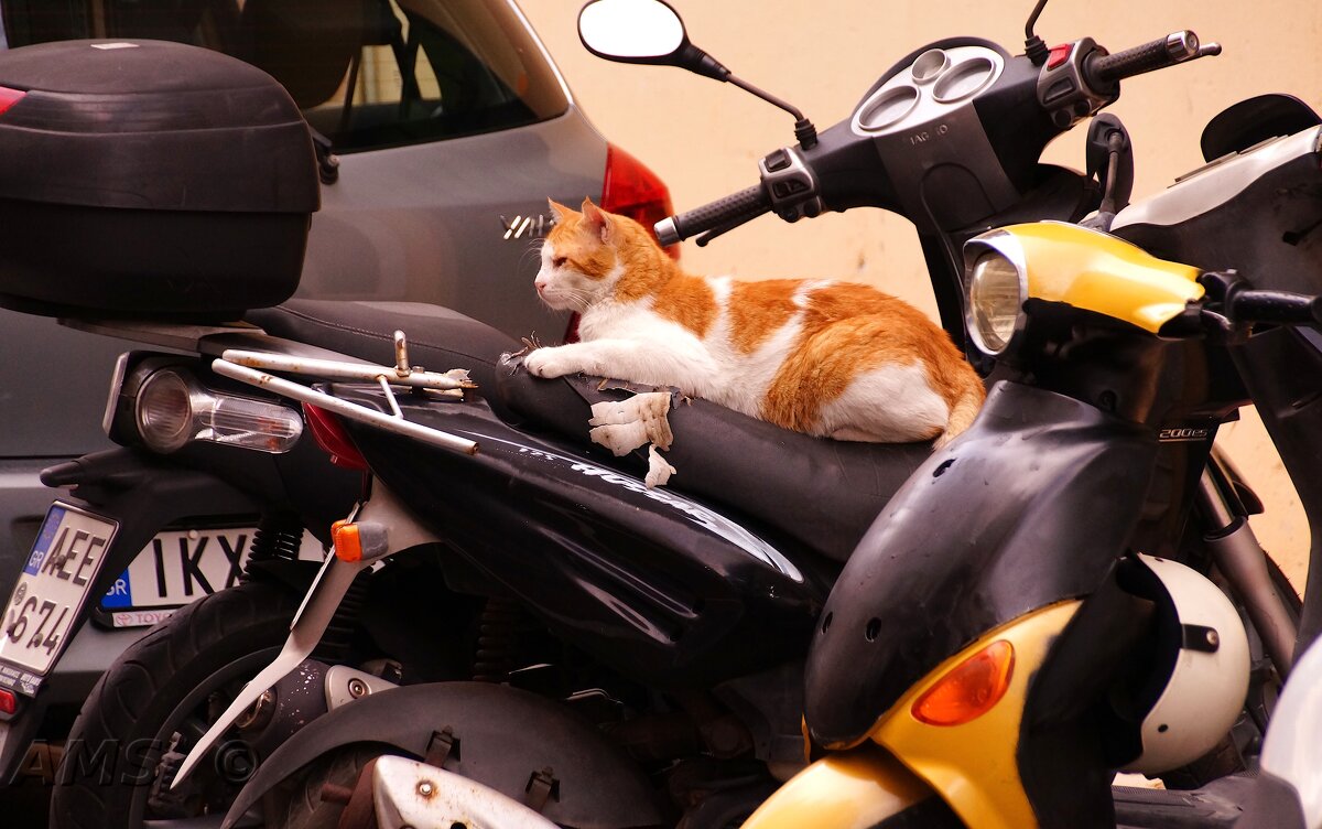 Умный - kolyeretka Умный - kolyeretka