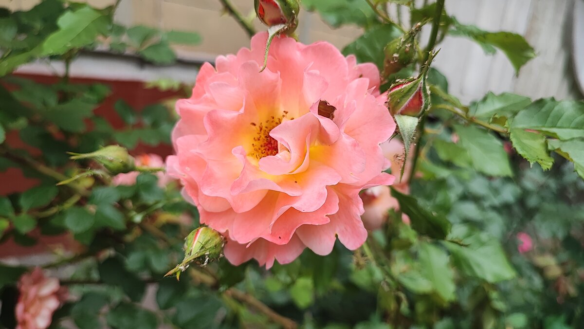 ,,, - Сергей Тимоновский