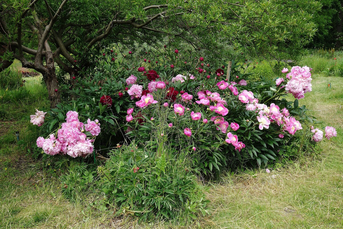 Пионы - Рита Симонова Пионы - Рита Симонова