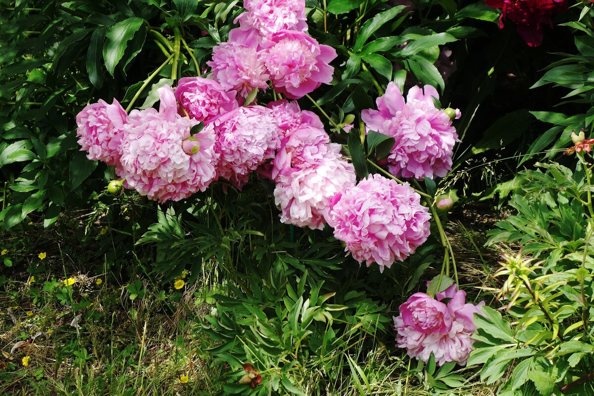 Пионы - Рита Симонова