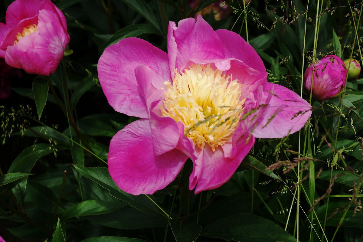 Пионы - Рита Симонова