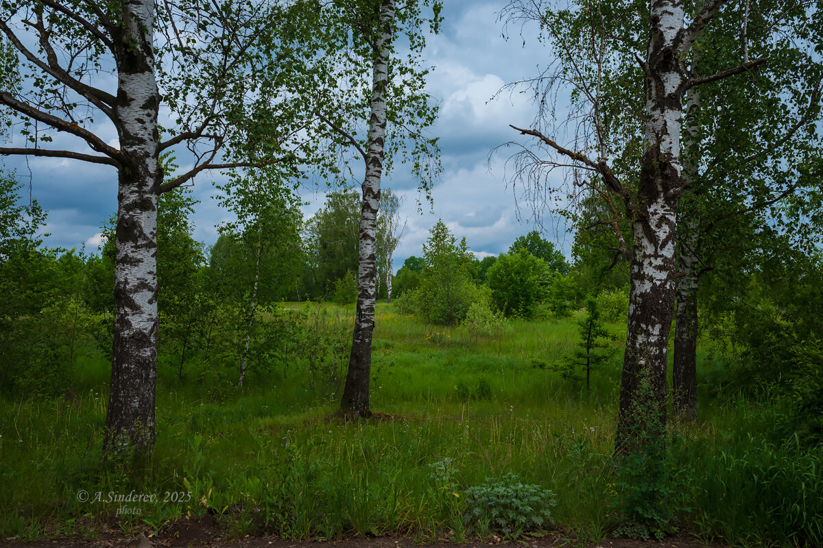 Пасмурный пейзаж с берёзами - Александр Синдерёв Пасмурный пейзаж с берёзами - Александр Синдерёв
