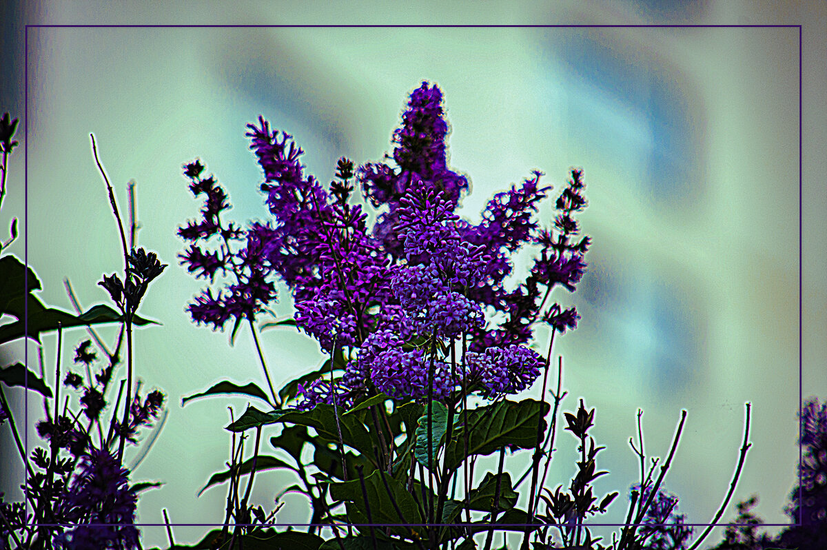 Сирень - Владимир Кроливец Сирень - Владимир Кроливец