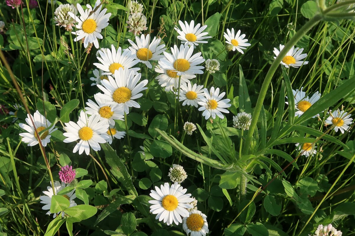 привет, ромашки - Дмитрий И_