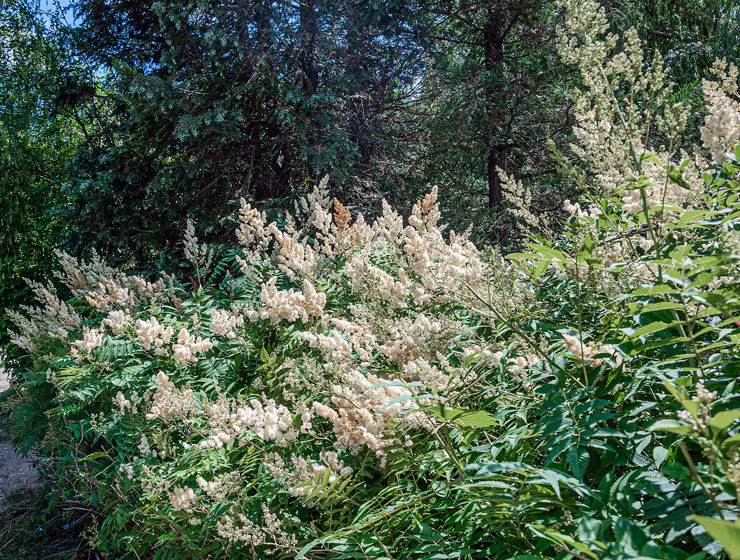 Метелочки! - Варвара 