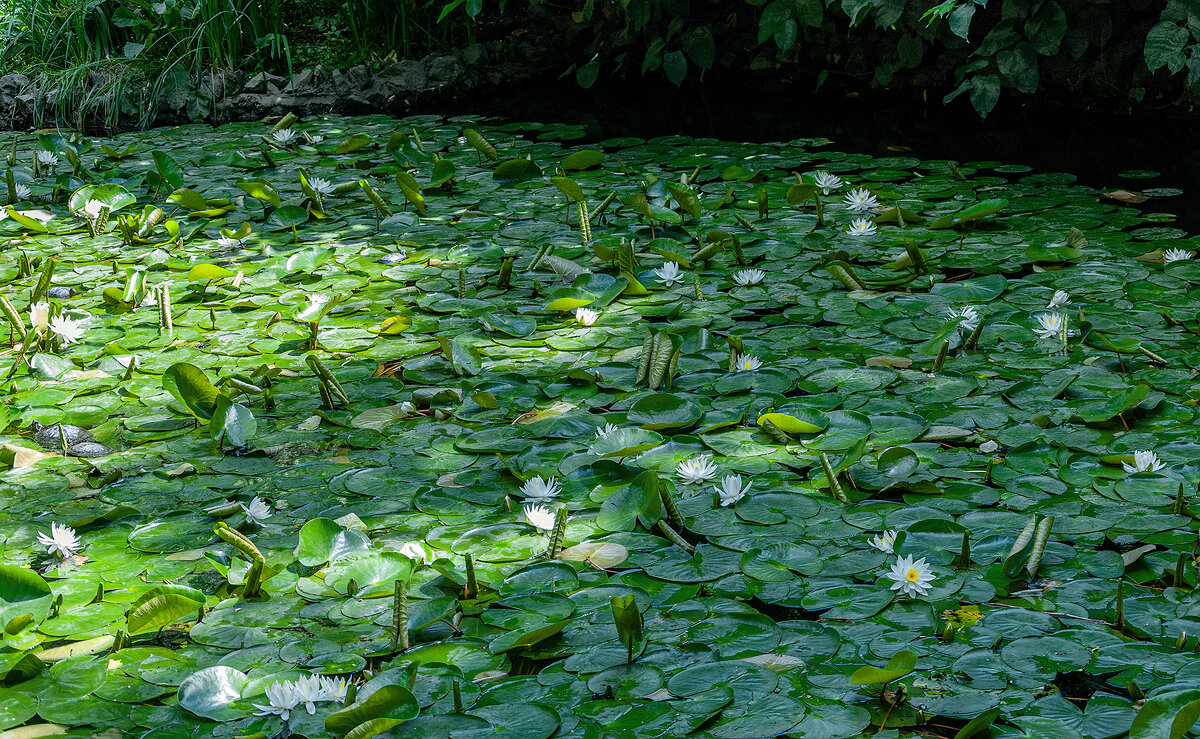 На пруду - Варвара 